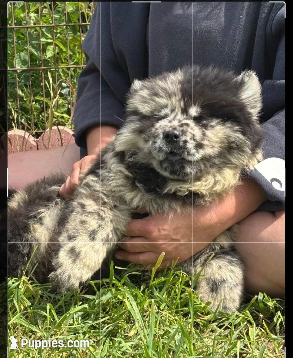 DOUBLE STUFFED – Chow Chow puppy for sale in California, CA
