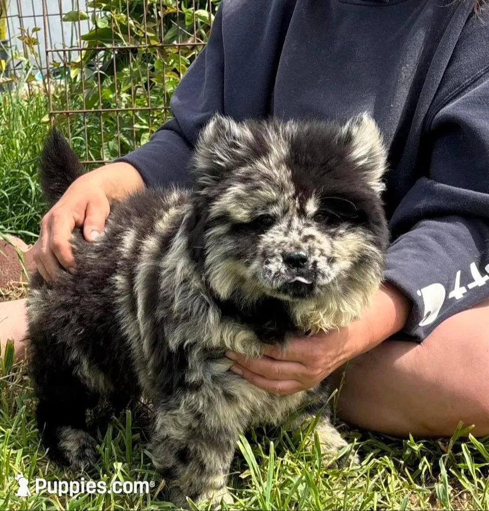DOUBLE STUFFED, a male Chow Chow for sale in California, CA – Photo 4 of 6