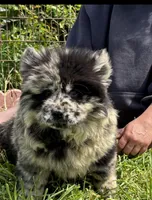 DOUBLE STUFFED, a male Chow Chow for sale in California, CA – Photo 5 of 6