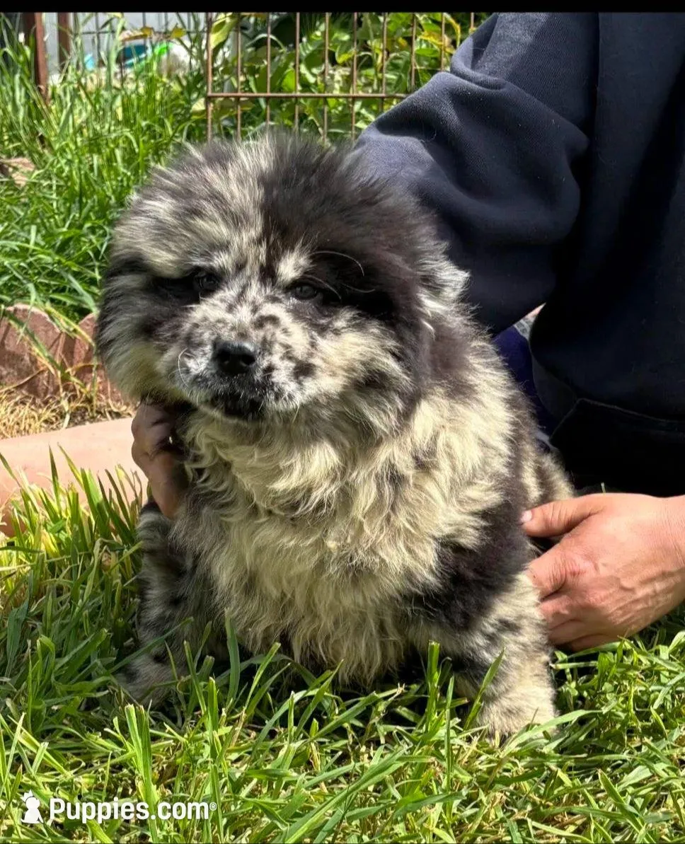 DOUBLE STUFFED, a male Chow Chow for sale in California, CA – Photo 3 of 6