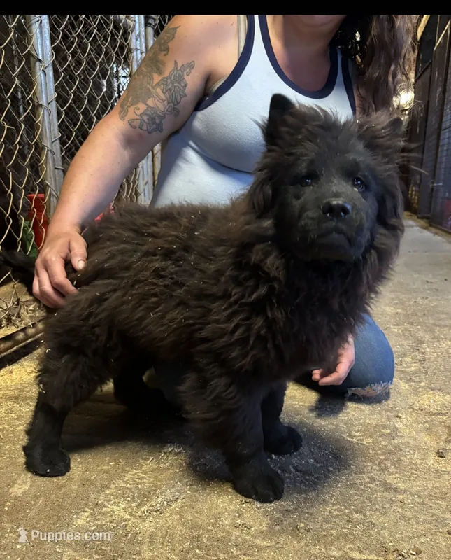 DEVONTAY – Chow Chow puppy for sale in California, CA