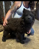 DEVONTAY, a male Chow Chow for sale in California, CA – 1 of 6