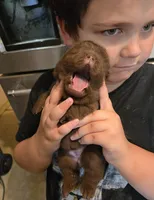 CHOCOLATE DREAM, a female Chow Chow for sale in California, CA – 2 of 6