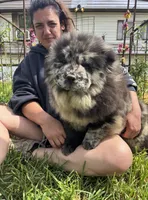 PARFAIT, a female Chow Chow for sale in California, CA – Photo 4 of 10