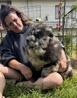 PARFAIT, a female Chow Chow for sale in California, CA – Photo 3 of 10