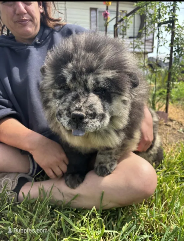 PARFAIT – Chow Chow puppy for sale in California, CA