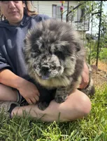 PARFAIT, a female Chow Chow for sale in California, CA – Photo 1 of 10