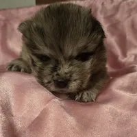 PARFAIT, a female Chow Chow for sale in California, CA – Photo 3 of 4