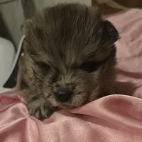 PARFAIT, a female Chow Chow for sale in California, CA – Photo 4 of 4