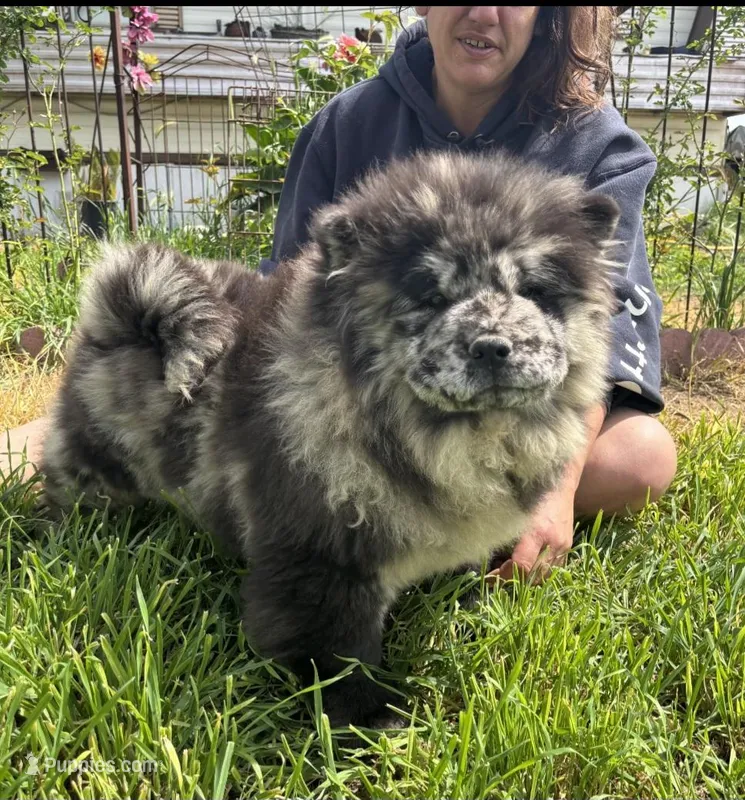 PARFAIT – Chow Chow puppy for sale in California, CA