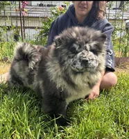 PARFAIT, a female Chow Chow for sale in California, CA – Photo 2 of 10