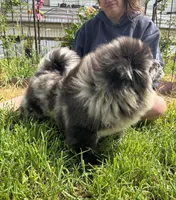 PARFAIT, a female Chow Chow for sale in California, CA – Photo 5 of 10