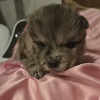 PARFAIT, a female Chow Chow for sale in California, CA – Photo 1 of 4