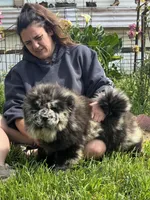 PARFAIT, a female Chow Chow for sale in California, CA – Photo 7 of 10