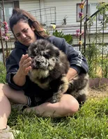PARFAIT, a female Chow Chow for sale in California, CA – Photo 8 of 10