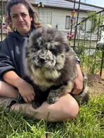PARFAIT, a female Chow Chow for sale in California, CA – Photo 10 of 10