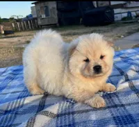ICE ICE BABY, a male Chow Chow for sale in California, CA – 7 of 8
