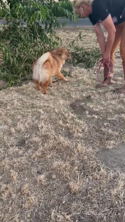 BROWN BEAR, a female Chow Chow for sale in California, CA – 8 of 9