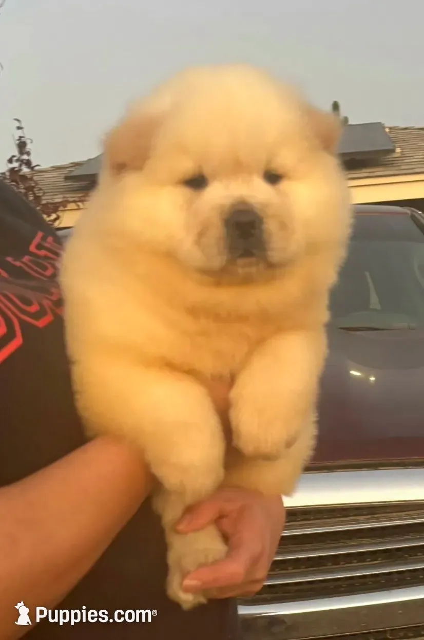 Starlight, a female Chow Chow for sale in California, CA – 4 of 8