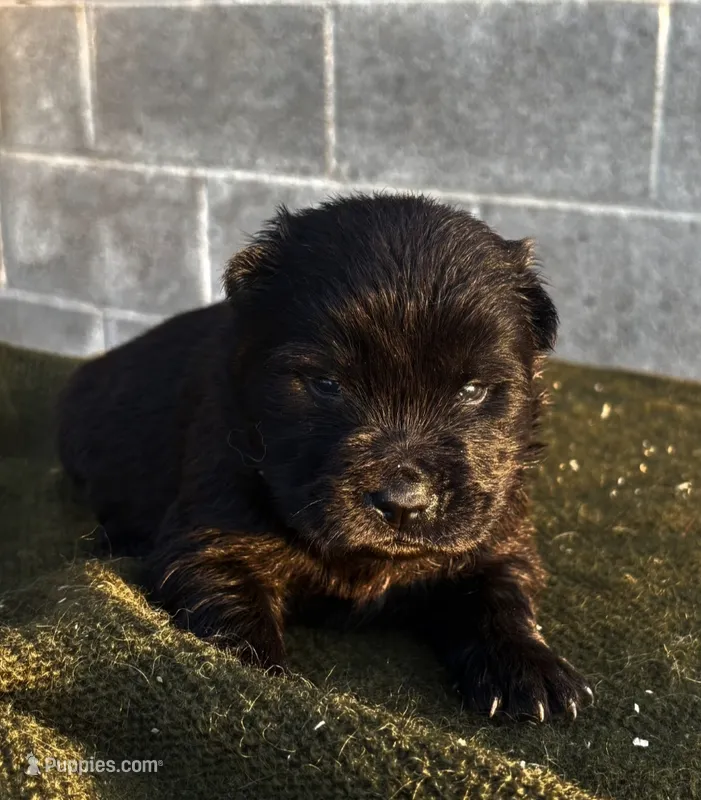 TOMMY (Rough Coat) – Chow Chow puppy for sale in California, CA