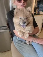 CINDER , a female Chow Chow for sale in California, CA – 6 of 7