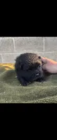 CALVIN, a male Chow Chow for sale in California, CA – 5 of 8