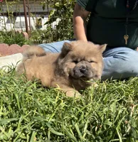 CRUNCHIE (ROUGH), a male Chow Chow for sale in California, CA – Photo 3 of 8
