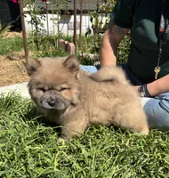CRUNCHIE (ROUGH), a male Chow Chow for sale in California, CA – Photo 8 of 8