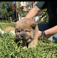 CRUNCHIE (ROUGH), a male Chow Chow for sale in California, CA – Photo 4 of 8
