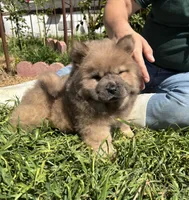 CRUNCHIE (ROUGH), a male Chow Chow for sale in California, CA – Photo 6 of 8