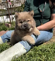CRUNCHIE (ROUGH), a male Chow Chow for sale in California, CA – Photo 7 of 8
