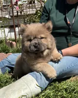 CRUNCHIE (ROUGH), a male Chow Chow for sale in California, CA – Photo 2 of 8