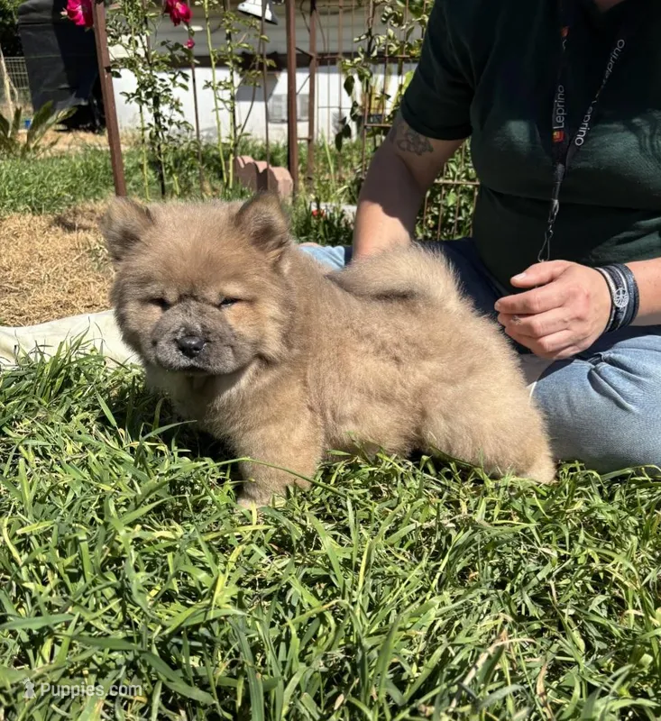 CRUNCHIE (ROUGH) – Chow Chow puppy for sale in California, CA