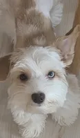 Lil bit , a male Yorkshire Terrier for sale in Clackamas, OR – 5 of 7