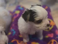Angel baby , a female Yorkshire Terrier for sale in Clackamas, OR – 4 of 4
