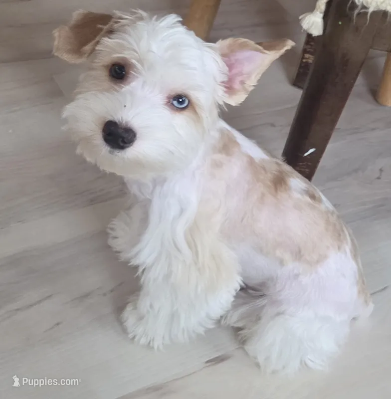 Lil bit  – Yorkshire Terrier puppy for sale in Clackamas, OR