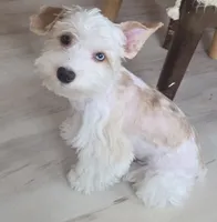 Lil bit , a male Yorkshire Terrier for sale in Clackamas, OR – 1 of 7