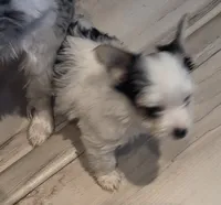 Angel baby , a female Yorkshire Terrier for sale in Clackamas, OR – 2 of 4