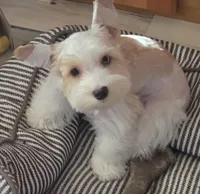 Lil bit , a male Yorkshire Terrier for sale in Clackamas, OR – 2 of 7