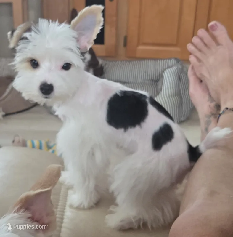 Angel baby  – Yorkshire Terrier puppy for sale in Clackamas, OR