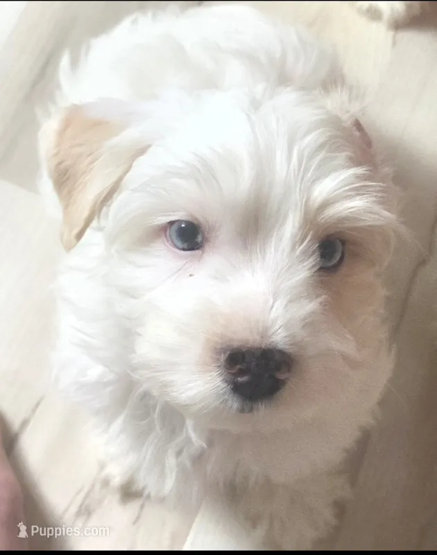 Mr Polar bear  – Yorkshire Terrier puppy for sale in Clackamas, OR