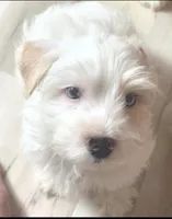 Mr Polar bear , a male Yorkshire Terrier for sale in Clackamas, OR – 1 of 5