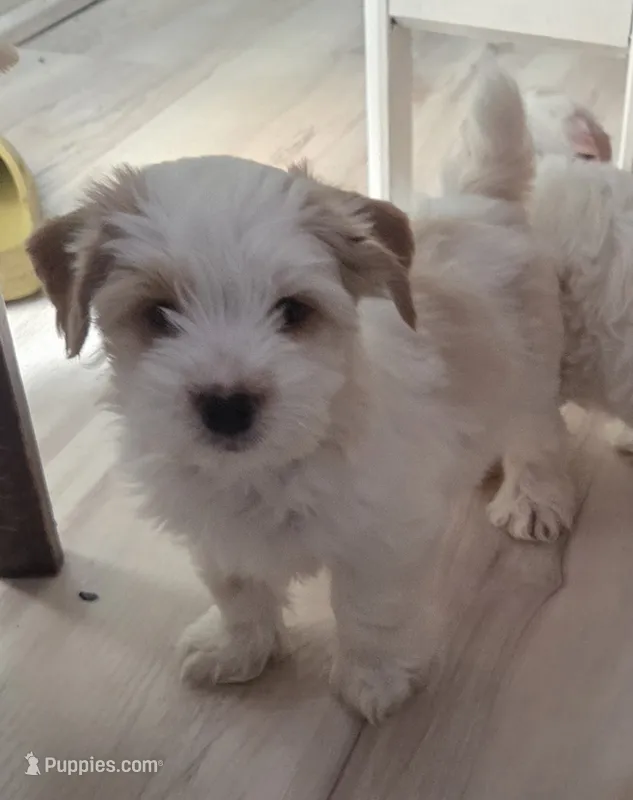 Jerry  – Yorkshire Terrier puppy for sale in Clackamas, OR