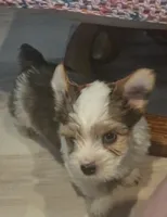 Bruce , a male Yorkshire Terrier for sale in Clackamas, OR – 5 of 5