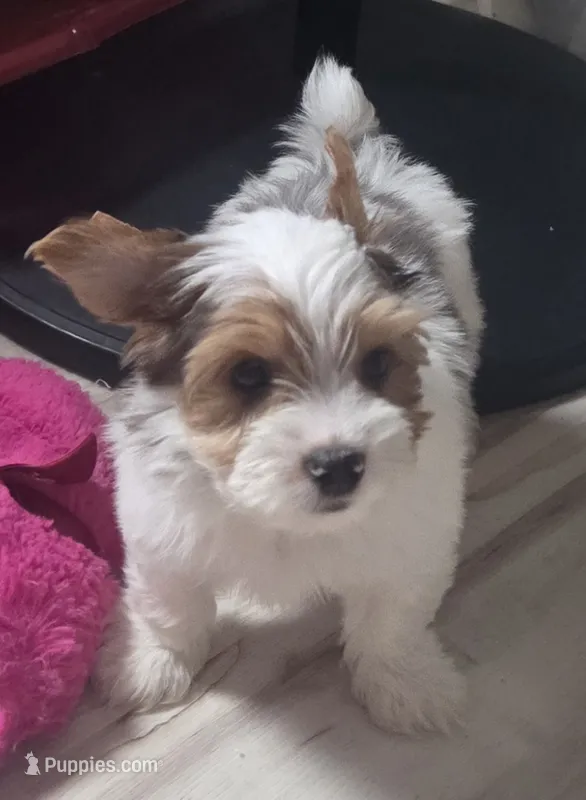 Chester  – Yorkshire Terrier puppy for sale in Clackamas, OR