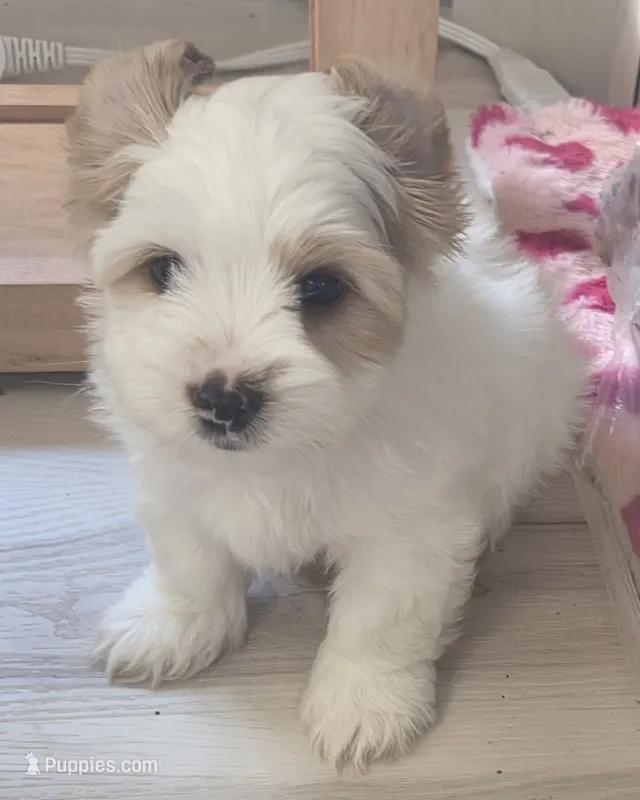 Ben – Yorkshire Terrier puppy for sale in Clackamas, OR