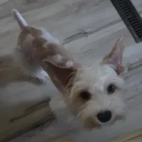 Joey , a male Yorkshire Terrier for sale in Clackamas, OR – 7 of 7