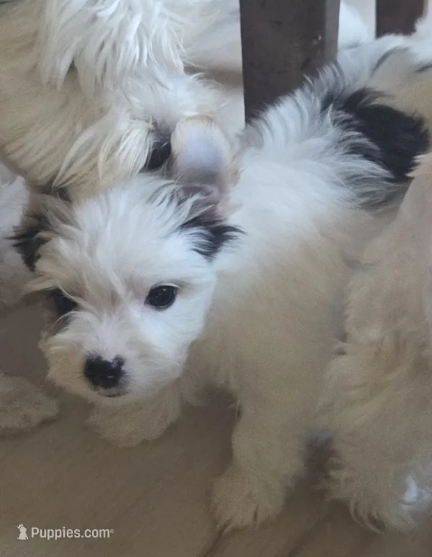 Angel baby  – Yorkshire Terrier puppy for sale in Clackamas, OR