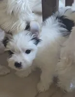 Angel baby , a female Yorkshire Terrier for sale in Clackamas, OR – 1 of 8