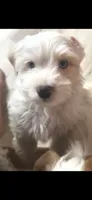 Mr Polar bear , a male Yorkshire Terrier for sale in Clackamas, OR – 4 of 5